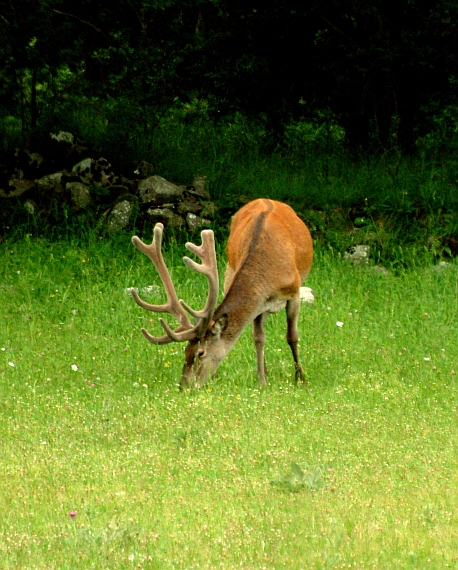 PASSIONE PER IL CERVO
